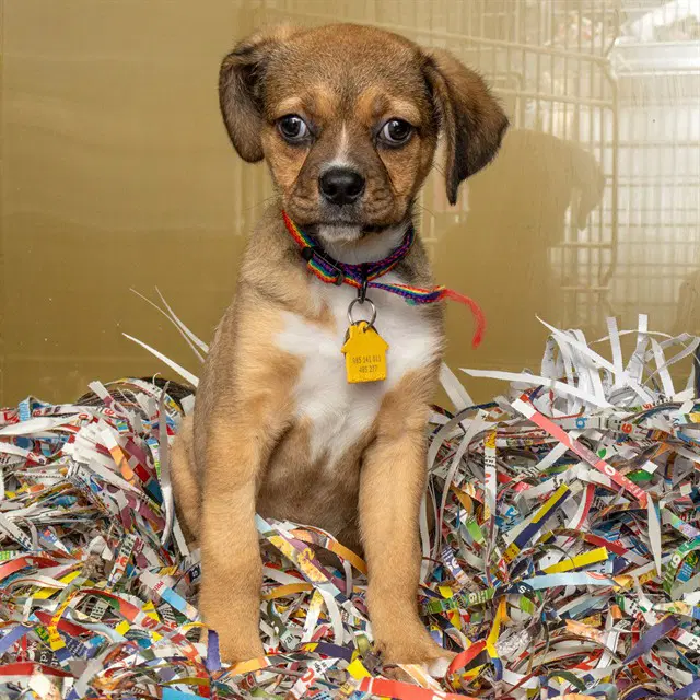 Harbor - Beagle