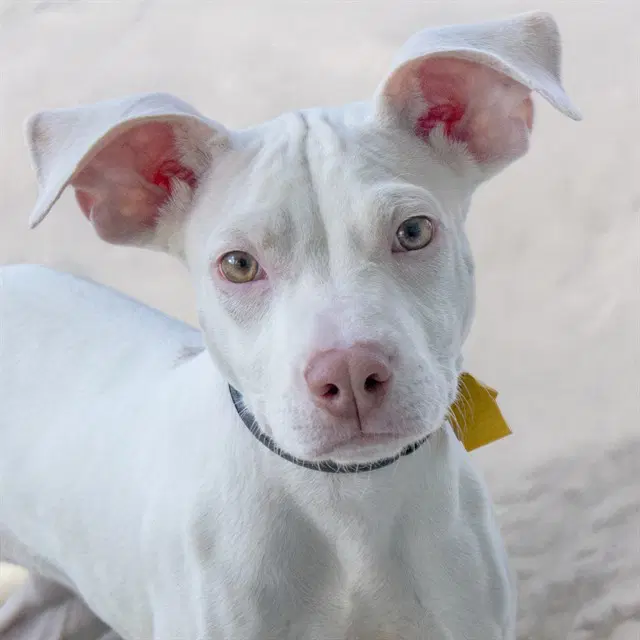 Deagol - Pit Bull Terrier