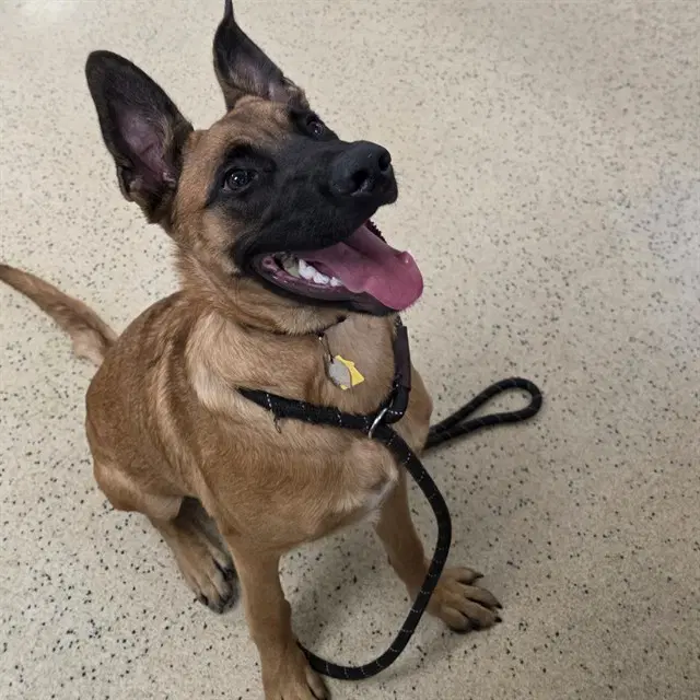 Caimen - Belgian Shepherd Malinois