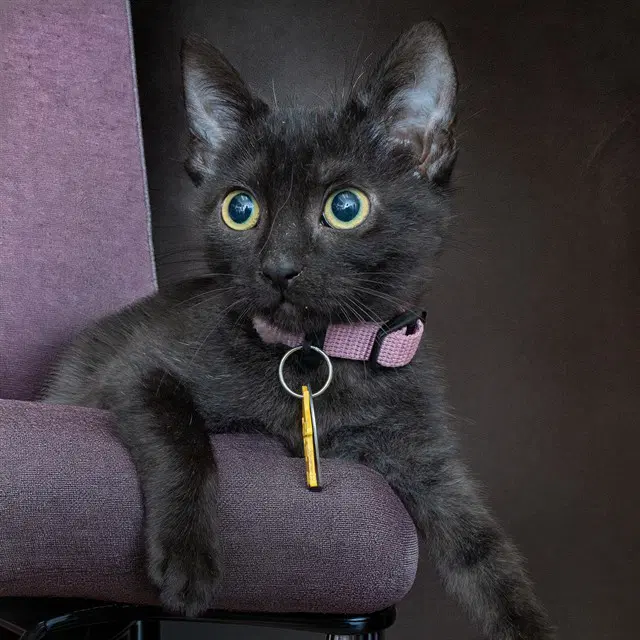 Keke - Domestic Short Hair