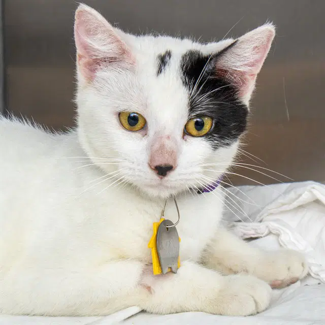 Monroe - Domestic Short Hair