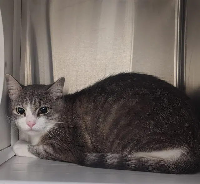 Whaly - Domestic Short Hair