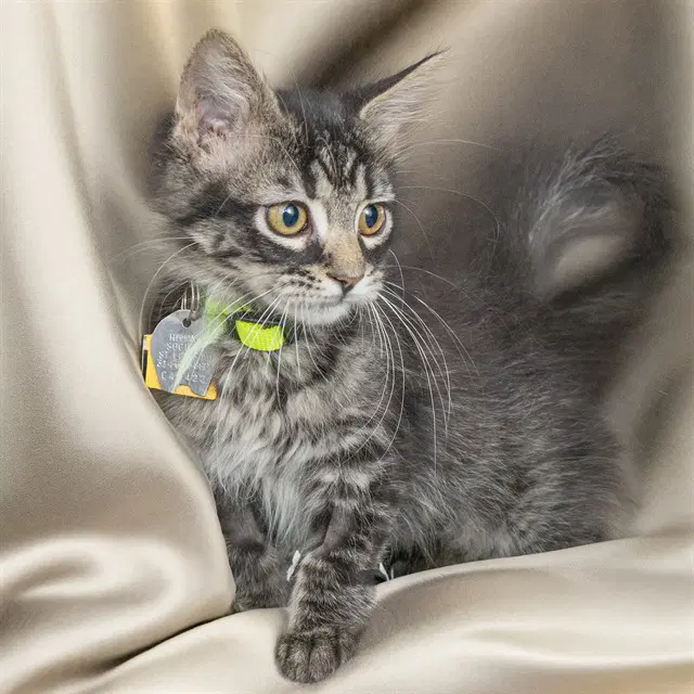 Banjo - Domestic Short Hair