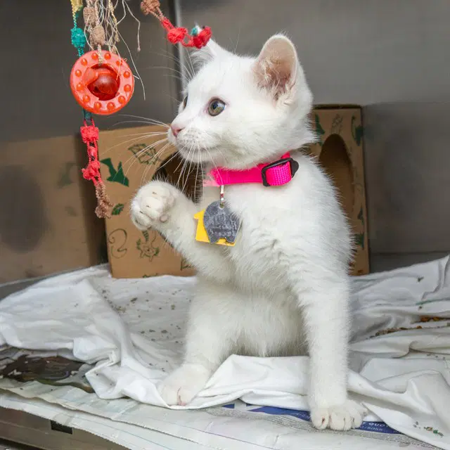 Wadsworth - Domestic Short Hair