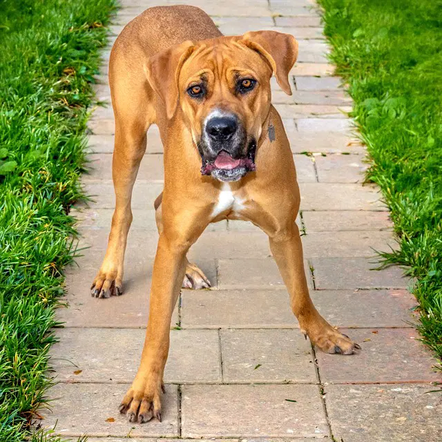 Bailey - Mastiff