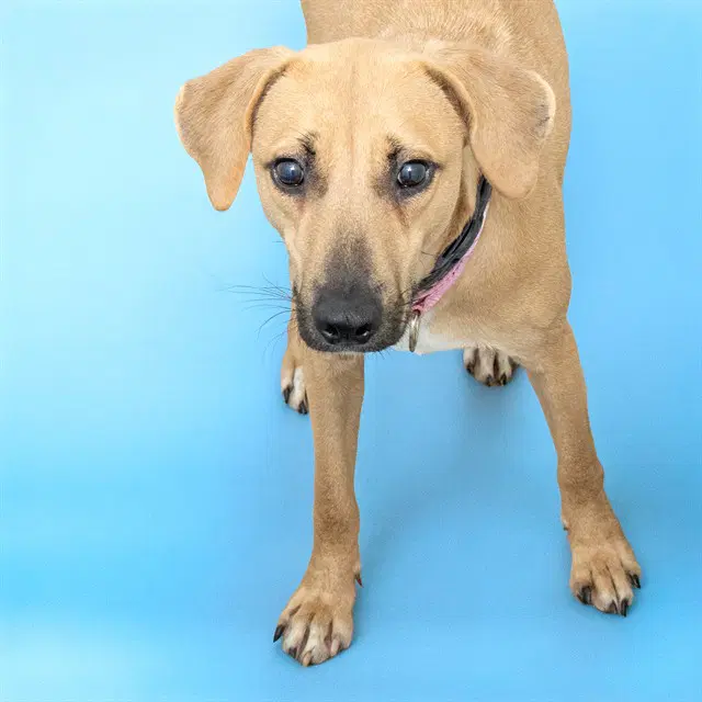 Totah - Labrador Retriever