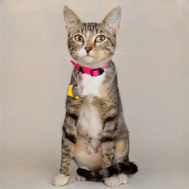 Cello - Domestic Short Hair