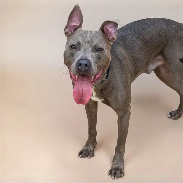 Blue Bond - Pit Bull Terrier
