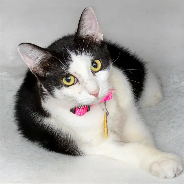 Checkers - Domestic Short Hair