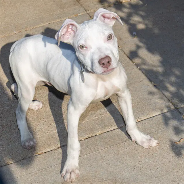 Smeagol - Pit Bull Terrier