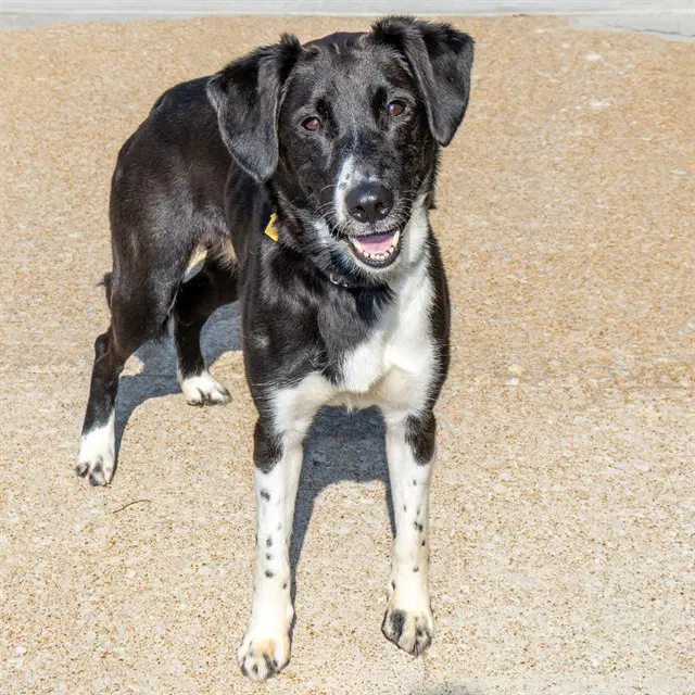 Katie - Border Collie