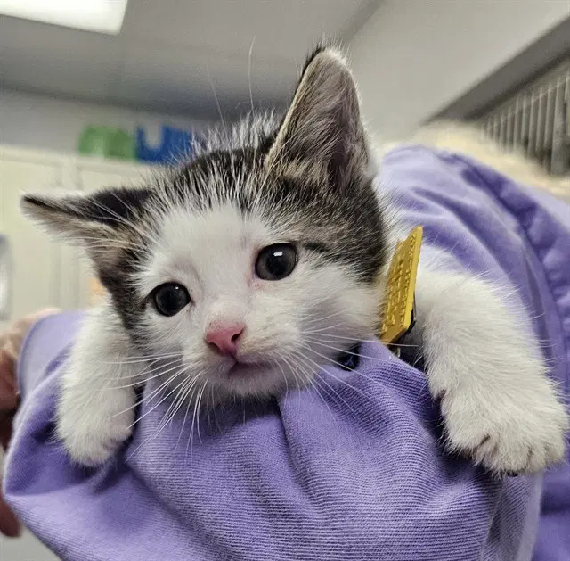 Utopia - Domestic Short Hair