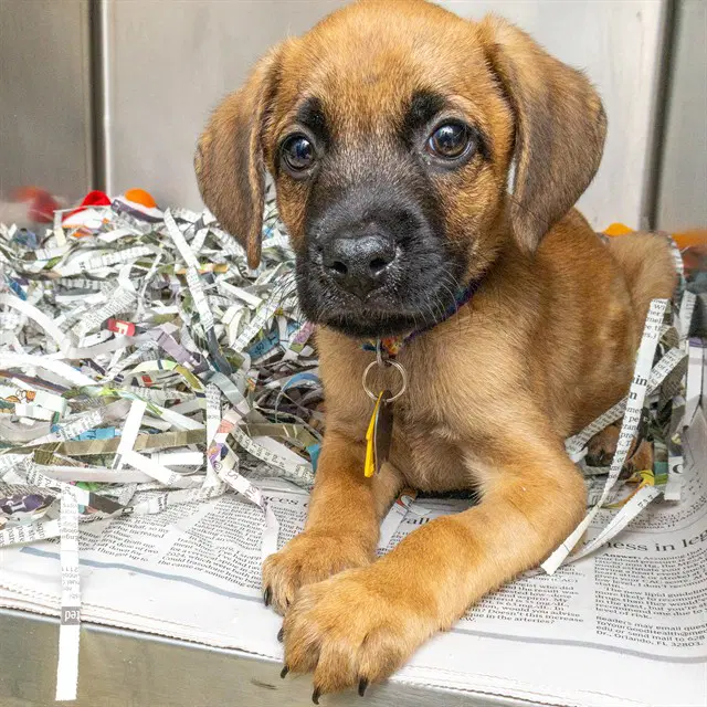 Ralph - Labrador Retriever