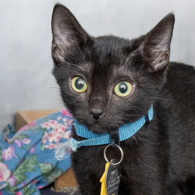 Tabitha - Domestic Short Hair