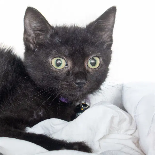 Tambora - Domestic Short Hair