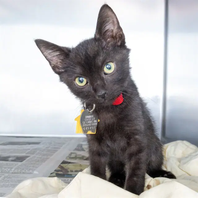 Jimmy - Domestic Short Hair