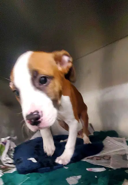 Oboe - Pit Bull Terrier