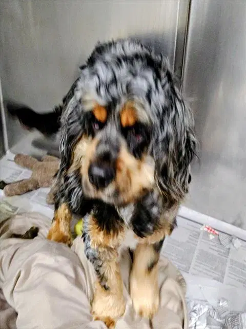 Jingleheimer - Cocker Spaniel