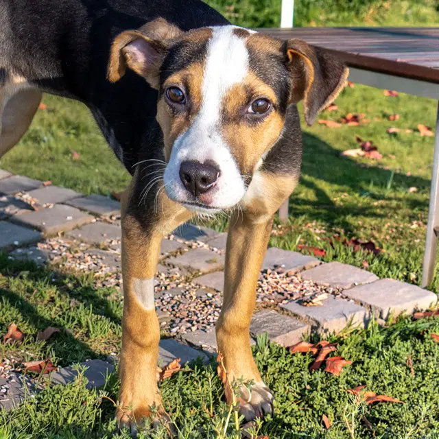 Acacia - Treeing Walker Coonhound