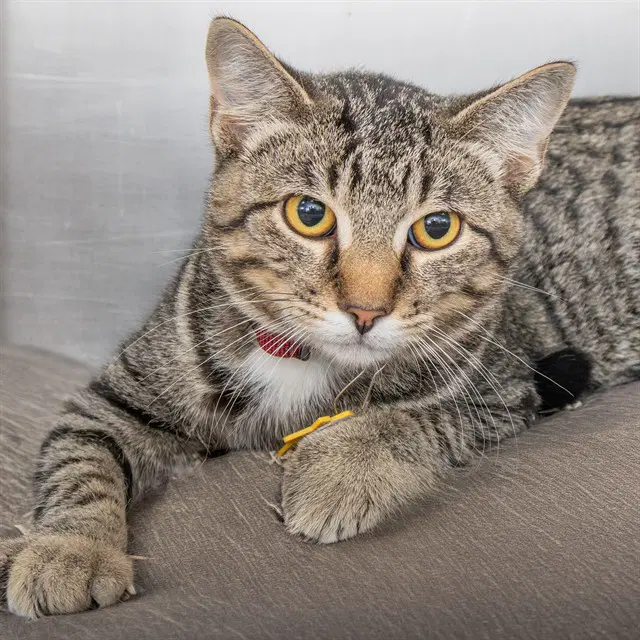 Arthur - Domestic Short Hair