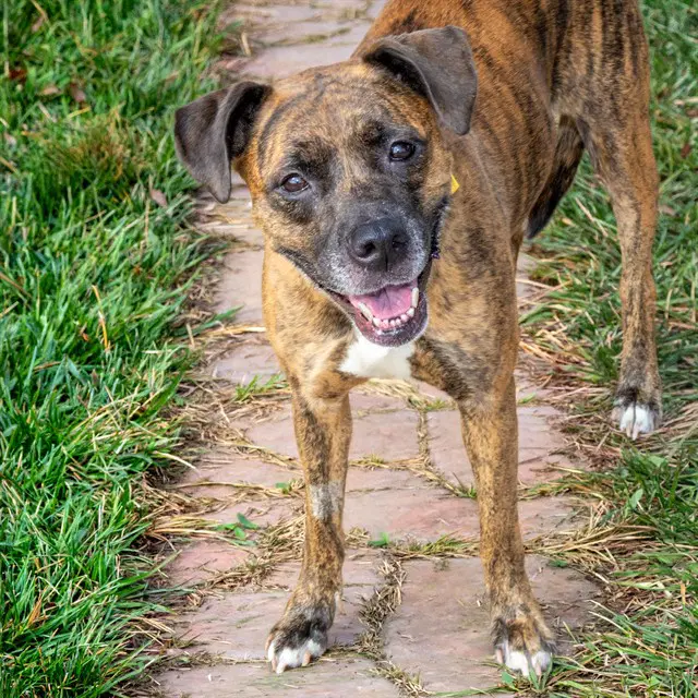 Sissy - Pit Bull Terrier