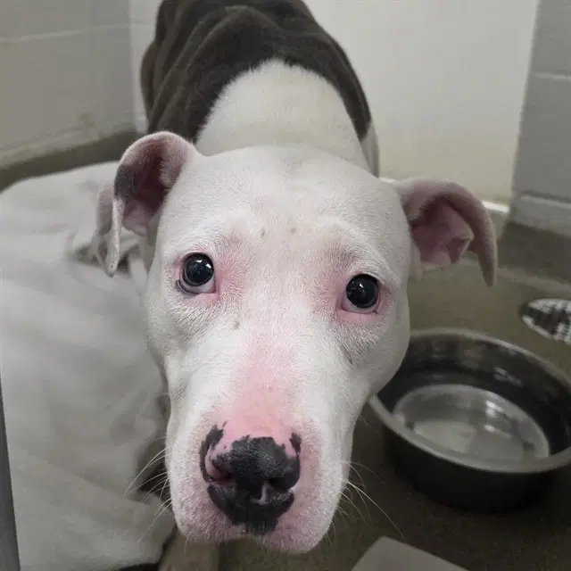 Rosie - Pit Bull Terrier
