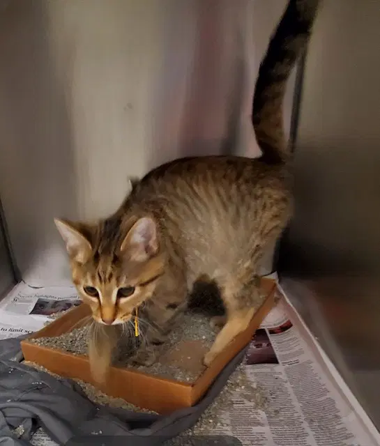 Yumm - Domestic Short Hair
