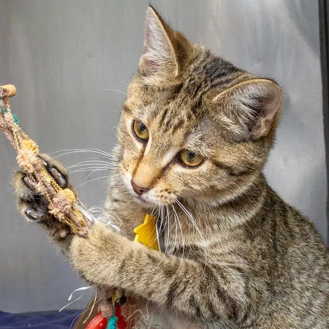 Yumm - Domestic Short Hair