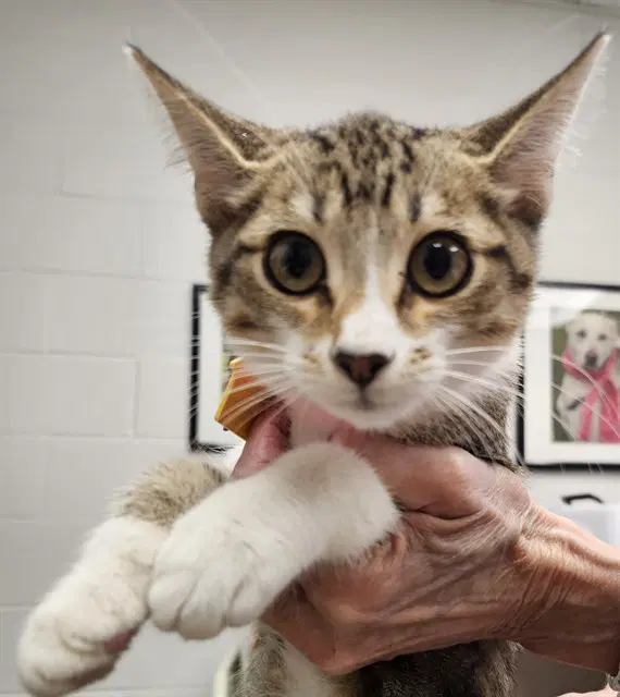 Hannah - Domestic Short Hair