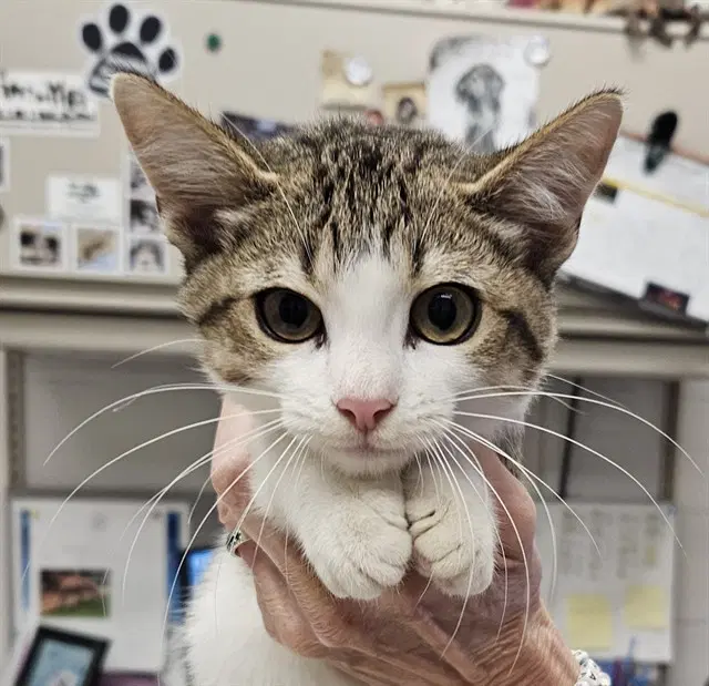 Shaina - Domestic Short Hair