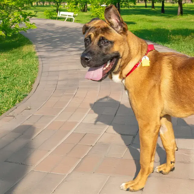 Lenny - Mastiff