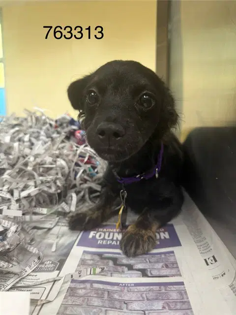 Caprisun - Chihuahua