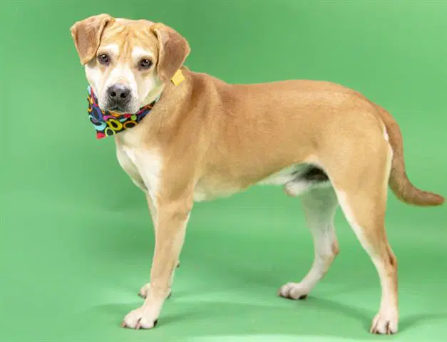 Chase - Beagle