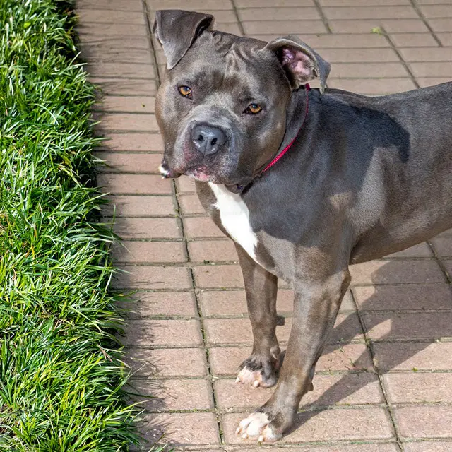 Bo - Pit Bull Terrier