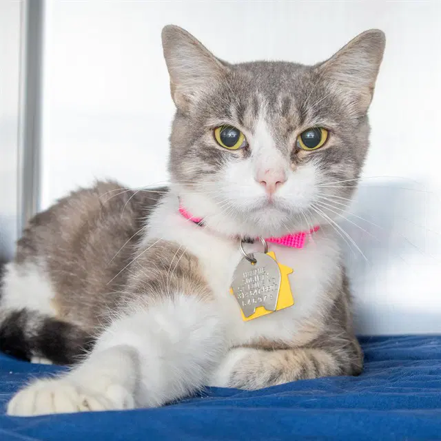 Whaly - Domestic Short Hair