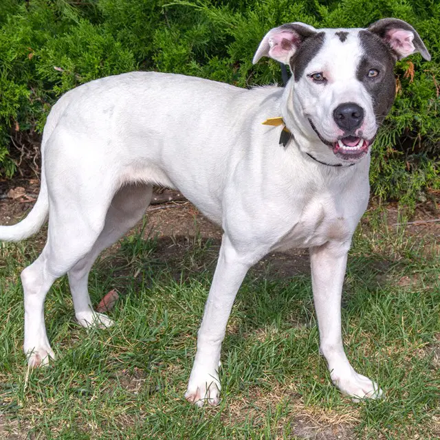 Lemonade - Pit Bull Terrier
