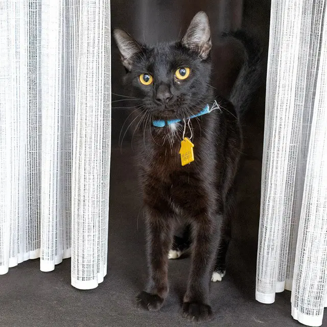 Dutch - Domestic Short Hair