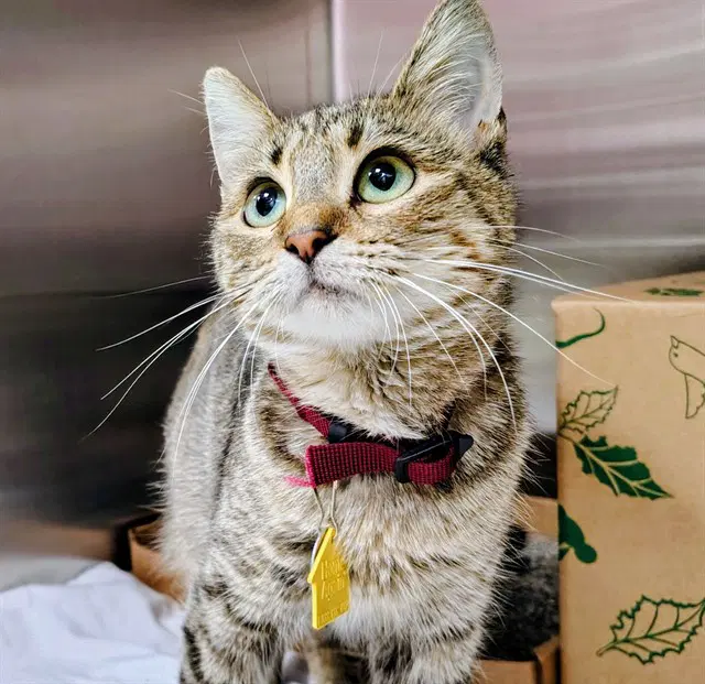 Dr Orchid - Domestic Short Hair