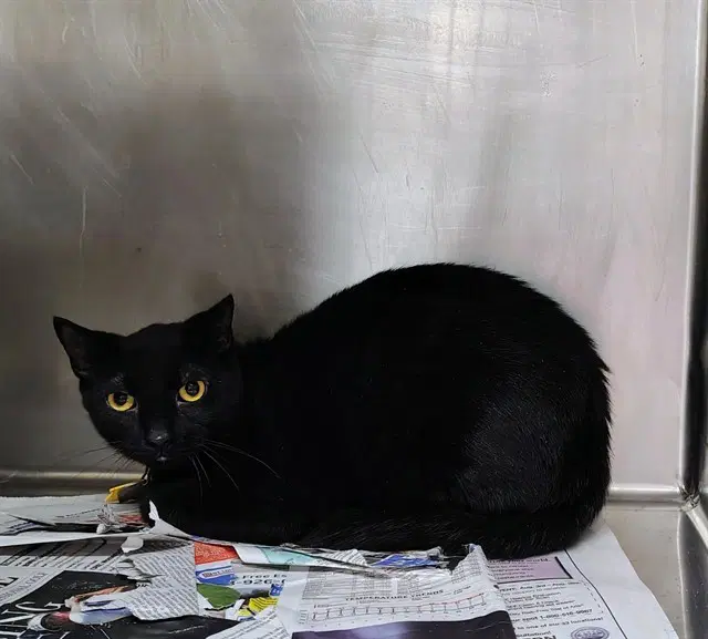 Ziggy - Domestic Short Hair