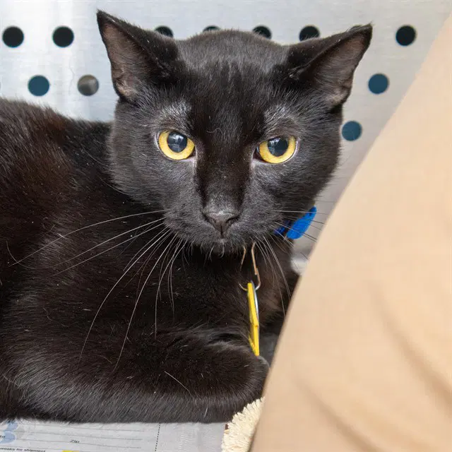 Ziggy - Domestic Short Hair