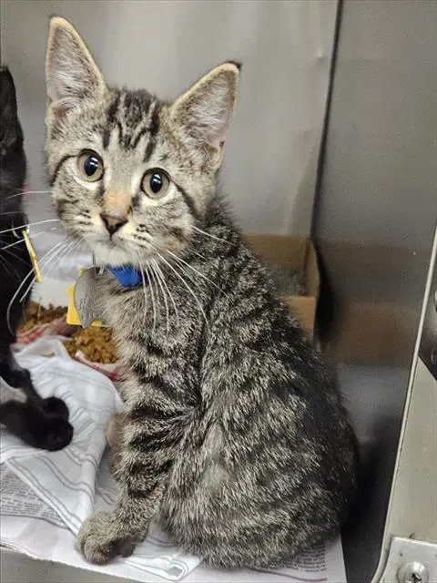 Shawn - Domestic Short Hair