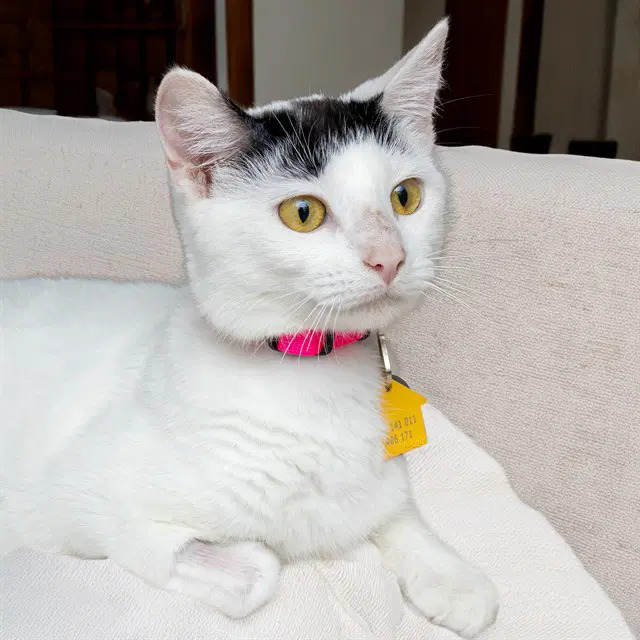 Dolly - Domestic Short Hair