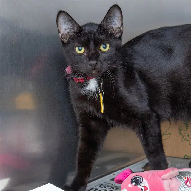 Jessie - Domestic Short Hair