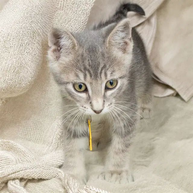 Ash - Domestic Short Hair