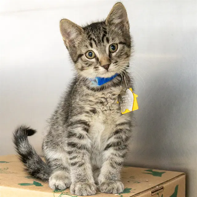 Oak - Domestic Short Hair