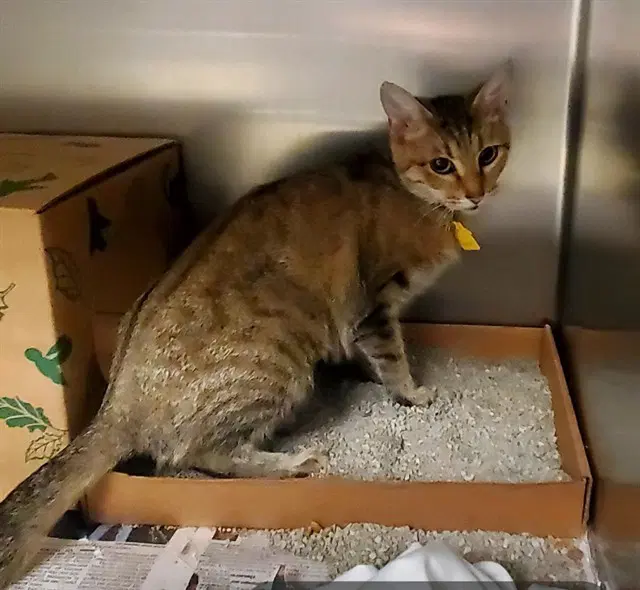 Dorito - Domestic Short Hair