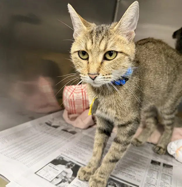 Dorito - Domestic Short Hair