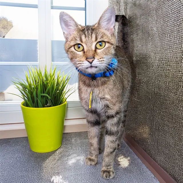 Dorito - Domestic Short Hair