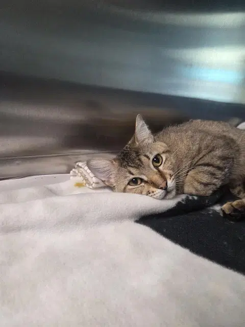 Sparky - Domestic Short Hair