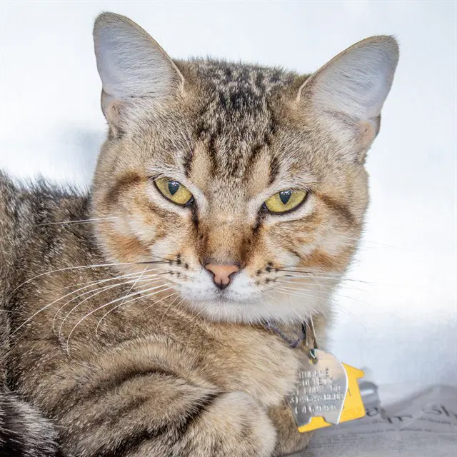 Sparky - Domestic Short Hair